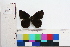  (Pedaliodes antigua - BMC-11369)  @11 [ ] CreativeCommons - Attribution Non-Commercial No Derivatives (2011) Sandra Uribe Universidad Nacional de Colombia