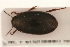  ( - MP00406)  @11 [ ] CreativeCommons - Attribution (2010) Unspecified Centre for Biodiversity Genomics