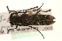  (Saperda populnea - MP00407)  @14 [ ] CreativeCommons - Attribution (2010) Unspecified Centre for Biodiversity Genomics