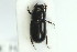  (Liothorax niger - ZMUO.000457)  @13 [ ] CreativeCommons - Attribution Non-Commercial (2012) Marko Mutanen University of Oulu