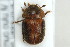  (Cychramus variegatus - ZMUO.000567)  @14 [ ] CreativeCommons - Attribution Non-Commercial (2012) Marko Mutanen University of Oulu