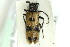  (Mylabris spABW4932 - ZMUO.000675)  @13 [ ] CreativeCommons - Attribution Non-Commercial (2012) Marko Mutanen University of Oulu