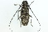  (Monochamus galloprovincialis - ZMUO.000702)  @14 [ ] CreativeCommons - Attribution Non-Commercial (2012) Marko Mutanen University of Oulu