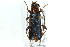  (Phymatodes testaceus - ZMUO.000703)  @14 [ ] CreativeCommons - Attribution Non-Commercial (2012) Marko Mutanen University of Oulu