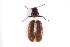  (Corticaria longicornis - MP00356)  @12 [ ] CreativeCommons - Attribution (2010) Unspecified Centre for Biodiversity Genomics