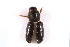 (Xyleborus cryptographus - MP00316)  @12 [ ] CreativeCommons - Attribution (2010) Unspecified Centre for Biodiversity Genomics