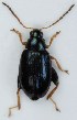  (Psylliodes crambicola - ZMUO.005178)  @14 [ ] CreativeCommons - Attribution Non-Commercial (2012) Marko Mutanen University of Oulu