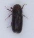  (Pityophthorus glabratus - ZMUO.007171)  @12 [ ] CreativeCommons - Attribution Non-Commercial (2012) Marko Mutanen University of Oulu