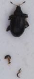  (Rhamphus oxyacanthae - ZMUO.007282)  @12 [ ] CreativeCommons - Attribution Non-Commercial (2013) Marko Mutanen University of Oulu