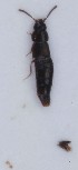  (Acrotona pilosicollis - ZMUO.007482)  @13 [ ] CreativeCommons - Attribution Non-Commercial (2013) Marko Mutanen University of Oulu