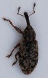  (Dorytomus salicinus - ZMUO.006632)  @12 [ ] CreativeCommons - Attribution Non-Commercial (2012) Marko Mutanen University of Oulu