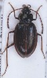  (Pteroloma forsstromii - ZMUO.007370)  @13 [ ] CreativeCommons - Attribution Non-Commercial (2012) Marko Mutanen University of Oulu