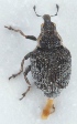  (Pelenomus quadrituberculatus - ZMUO.024095)  @13 [ ] CreativeCommons - Attribution Non-Commercial (2015) Marko Mutanen University of Oulu