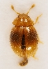  (Sphaerosoma pilosum - ZMUO.028818)  @13 [ ] CreativeCommons - Attribution Non-Commercial (2016) Marko Mutanen University of Oulu