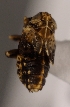  (Euconomelus lepidus - ZMUO.028968)  @13 [ ] CreativeCommons - Attribution Non-Commercial (2016) Marko Mutanen University of Oulu