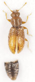  (Corticaria umbilicata - ZMUO.029296)  @12 [ ] CreativeCommons - Attribution Non-Commercial (2017) Marko Mutanen University of Oulu