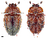  ( - 1018763)  @11 [ ] Unspecified (default): All Rights Reserved (2022) Unspecified Institute of Ecology, Ilia State University