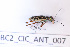  ( - BC2_CIC_ANT_007)  @11 [ ] CC-By (2022) Pierre-Henri Dalens Research collection of Pierre-Henri Dalens
