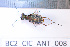  ( - BC2_CIC_ANT_008)  @11 [ ] CC-By (2022) Pierre-Henri Dalens Research collection of Pierre-Henri Dalens