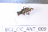  ( - BC2_CIC_ANT_009)  @11 [ ] CC-By (2022) Pierre-Henri Dalens Research collection of Pierre-Henri Dalens