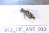  ( - BC2_CIC_ANT_010)  @11 [ ] CC-By (2022) Pierre-Henri Dalens Research collection of Pierre-Henri Dalens