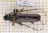  (Sphallotrichus bidens - JT-GF-182)  @11 [ ] CC-By (2021) Julien Touroult Muséum national d'histoire naturelle, Paris