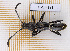  ( - JT-GF-191)  @11 [ ] CC-By (2021) Julien Touroult Muséum national d'histoire naturelle, Paris