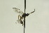  (Encrateola - CollHH1018)  @13 [ ] Creative Commons  Attribution Non-Commercial Share-Alike (2018) Hakon Haraldseide Unspecified