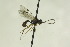  (Uchidella - CollHH1032)  @13 [ ] Creative Commons  Attribution Non-Commercial Share-Alike (2018) Hakon Haraldseide Unspecified