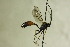  (Dusona inermis - CollHH1144)  @12 [ ] Creative Commons  Attribution Non-Commercial Share-Alike (2018) Hakon Haraldseide Unspecified