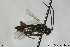  (Enizemum nigricorne - CollHH115)  @13 [ ] CreativeCommons - Attribution Non-Commercial Share-Alike (2018) Hakon Haraldseide NTNU University Museum, Department of Natural History