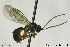 (Ctenochira flavicauda - CollHH124)  @14 [ ] CreativeCommons - Attribution Non-Commercial Share-Alike (2018) Hakon Haraldseide NTNU University Museum, Department of Natural History