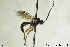  (Ctenochira rufipes - CollHH129)  @14 [ ] CreativeCommons - Attribution Share-Alike (2018) Hakon Haraldseide NTNU University Museum, Department of Natural History