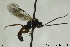  ( - CollHH136)  @12 [ ] CreativeCommons - Attribution Non-Commercial Share-Alike (2018) Hakon Haraldseide NTNU University Museum, Department of Natural History