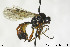  (Tryphon heliophilus - CollHH138)  @14 [ ] CreativeCommons - Attribution Non-Commercial Share-Alike (2018) Hakon Haraldseide NTNU University Museum, Department of Natural History