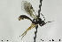  ( - CollHH143)  @11 [ ] CreativeCommons - Attribution Non-Commercial Share-Alike (2018) Hakon Haraldseide NTNU University Museum, Department of Natural History