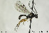  ( - CollHH145)  @13 [ ] CreativeCommons - Attribution Non-Commercial Share-Alike (2018) Hakon Haraldseide NTNU University Museum, Department of Natural History