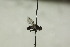  ( - CollHH1477)  @11 [ ] Creative Commons  Attribution Non-Commercial Share-Alike (2018) Hakon Haraldseide Unspecified