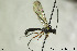  (Eridolius gnathoxanthus - CollHH156)  @15 [ ] CreativeCommons - Attribution Non-Commercial Share-Alike (2018) Hakon Haraldseide NTNU University Museum, Department of Natural History