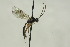  (Ctenochira genalis - CollHH1562)  @13 [ ] Creative Commons  Attribution Non-Commercial Share-Alike (2018) Hakon Haraldseide Unspecified