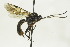  (Ctenochira grossa - CollHH1565)  @14 [ ] Creative Commons  Attribution Non-Commercial Share-Alike (2018) Hakon Haraldseide Unspecified