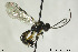  (Polyblastus sp. HH1 - CollHH157)  @13 [ ] CreativeCommons - Attribution Non-Commercial Share-Alike (2018) Hakon Haraldseide NTNU University Museum, Department of Natural History