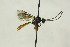  (Monoblastus - CollHH1570)  @14 [ ] Creative Commons  Attribution Non-Commercial Share-Alike (2018) Hakon Haraldseide Unspecified