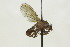  (Suillia dawnae - CollHH1584)  @11 [ ] Creative Commons  Attribution Non-Commercial Share-Alike (2018) Hakon Haraldseide Unspecified