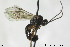 (Erromenus calcator - CollHH159)  @14 [ ] CreativeCommons - Attribution Non-Commercial Share-Alike (2018) Hakon Haraldseide NTNU University Museum, Department of Natural History