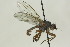  (Gymnomus - CollHH1590)  @13 [ ] Creative Commons  Attribution Non-Commercial Share-Alike (2018) Hakon Haraldseide Unspecified