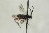  (Microgaster fulvicrus - CollHH1613)  @11 [ ] Creative Commons  Attribution Non-Commercial Share-Alike (2018) Hakon Haraldseide Unspecified