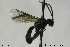  ( - CollHH163)  @13 [ ] CreativeCommons - Attribution Non-Commercial Share-Alike (2018) Hakon Haraldseide NTNU University Museum, Department of Natural History