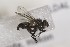  ( - CollHH1644)  @11 [ ] Creative Commons  Attribution Non-Commercial Share-Alike (2018) Hakon Haraldseide Unspecified