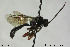  ( - CollHH165)  @13 [ ] CreativeCommons - Attribution Non-Commercial Share-Alike (2018) Hakon Haraldseide NTNU University Museum, Department of Natural History